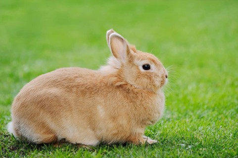 Dwarf rabbit (Oryctolagus cuniculus forma domestica) in a meadow, North Rhine-Westphalia, Germany