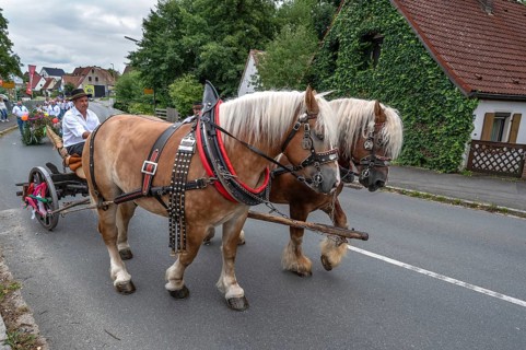 Two Haflinger horses pull the church tree to the fairground, Eckenhaid, Middle Franconia, Bavaria,