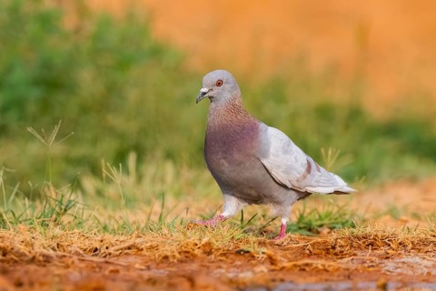 Rock dove (Columba livia) on a farmers field, Belchite, Aragon, Saragossa, Spain