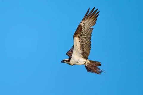 Osprey flying with outstretched wings under a clear sky, Osprey (Pandion haliaetus), Flamingo,