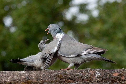 Wood pigeon (Columba palumbus) juvenile baby squab bird asking for food from an adult parent bird
