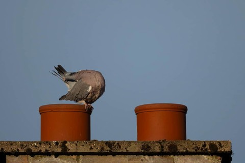 Wood pigeon (Columba palumbus) adult bird preening its tail feathers on an urban chimney pot,