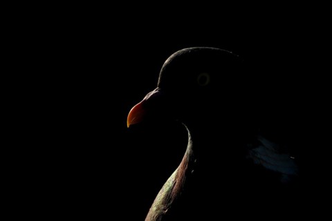 Wood pigeon (Columba palumbus) adult bird backlit head portrait, England, United Kingdom