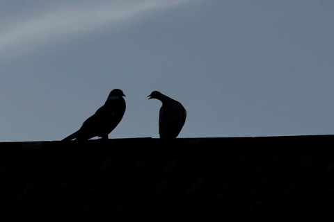 Wood pigeon (Columba palumbus) two adult birds performing their love courtship display on an urban