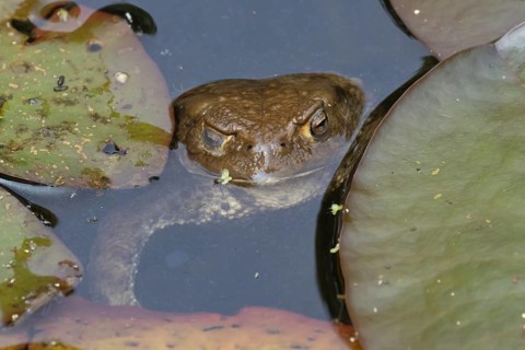Common toad (Bufo bufo) adult amphibian on the water surface of a garden pond, England, United