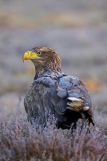 White-tailed eagle, Eurasian sea eagle (Haliaeetus albicilla) adult on the ground in moorland,