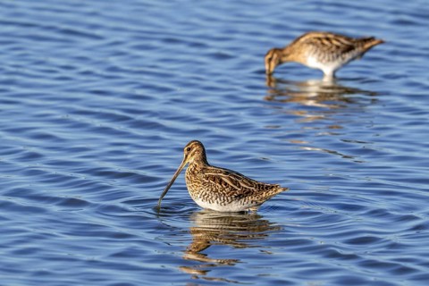 Two common snipes (Gallinago gallinago) foraging in shallow water by probing soft mud in pond in