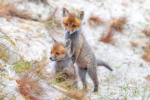 Young red foxes (Vulpes vulpes) two playful kits, juveniles playing near burrow, den in the sand