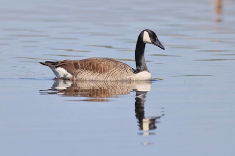 Canada goose (Branta canadensis), swimming on a lake, wildlife, birds, geese, nature reserve