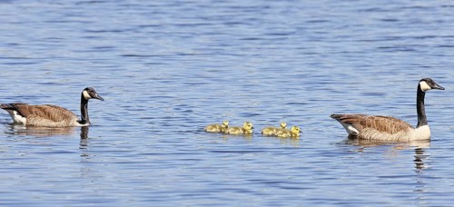 Canada goose (Branta canadensis), pair swimming with chicks on a lake, animal pair, wildlife,
