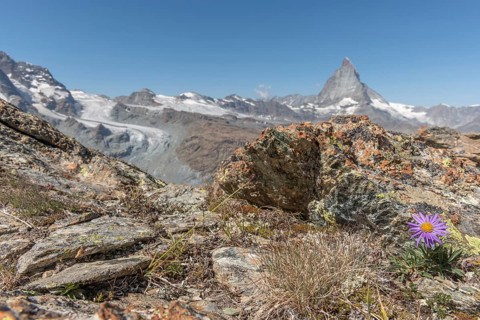 A solitary purple wildflower Aster des Alpes (Aster alpinus) rises from the rocky ground and