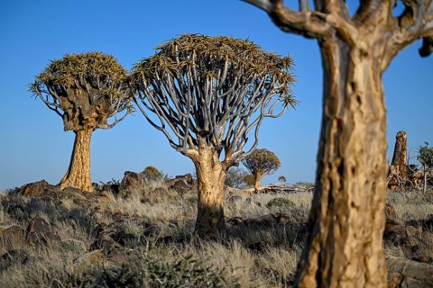 Quiver trees (Aloe dichotoma), quiver tree forest near Keetmanshoop, Karas Region, Namibia