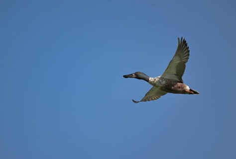 Flying drake of the shoveler (Anas clypeata) in front of a blue sky, Lower Rhine, North