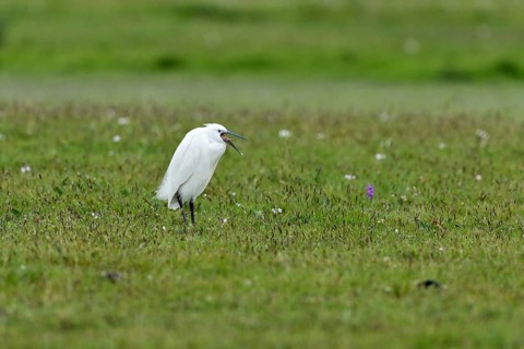 Little Egret (Egretta garzetta) standing in a meadow, Texel, North Holland, Netherlands