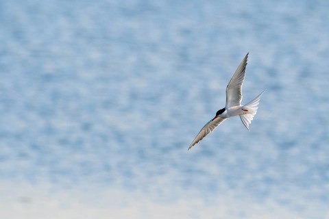 Common Tern (Sterna hirundo) in flight, Lower Rhine, North Rhine-Westphalia, Germany