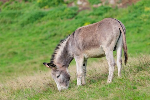 A male grey domestic donkey (Equus asinus) grazes in a green paddock