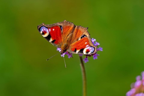 Butterfly, peacock butterfly (Aglais io), Purpletop vervain (Verbena bonariensis), Burgstemmen,