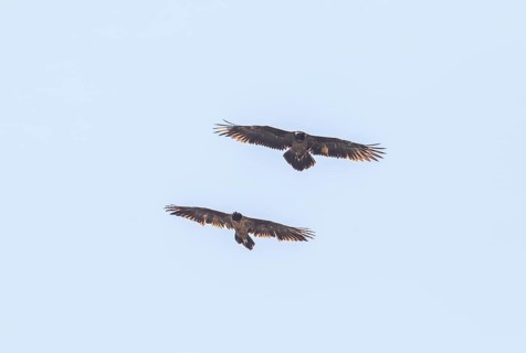 Bearded vulture (Gypaetus barbatus), Berchtesgaden, Alps, Bavaria, Germany