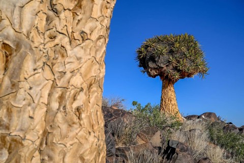 Quiver tree (Aloe dichotoma), quiver tree forest near Keetmanshoop, Karas Region, Namibia