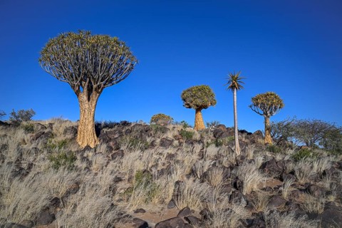 Quiver trees (Aloe dichotoma), quiver tree forest near Keetmanshoop, Karas Region, Namibia
