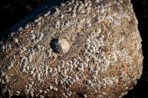 Limpet and barnacles (Patella vulgata, Semibalanus balanoides), rocks by the sea, Otroya or Otrøya
