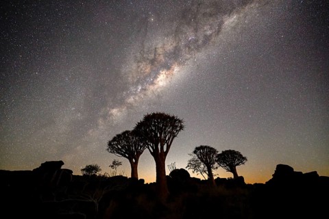 Quiver trees (Aloe dichotoma) under the starry sky, quiver tree forest near Keetmanshoop, Karas