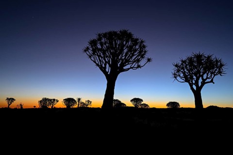 Quiver trees (Aloe dichotoma), blue hour, quiver tree forest near Keetmanshoop, Karas Region,