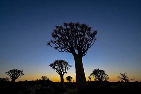 Quiver trees (Aloe dichotoma) in first daylight, quiver tree forest near Keetmanshoop, Karas