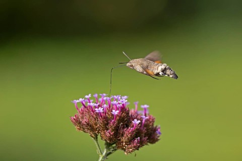 Butterfly, pigeon tail (Macroglossum stellatarum), also known as hummingbird butterfly or