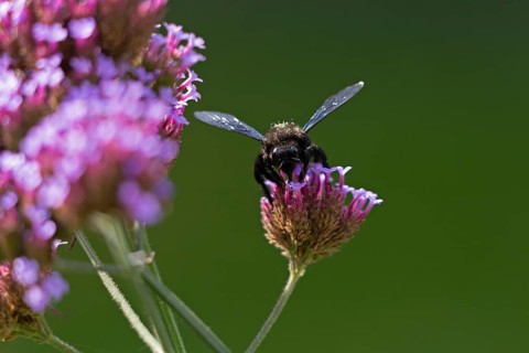 Wood bee (Xylocopa), Purpletop vervain (Verbena bonariensis), Burgstemmen, Nordstemmen, Lower