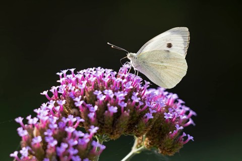 Butterfly, Cabbage butterfly (Pieris brassicae), Purpletop vervain (Verbena bonariensis),