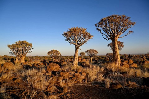 Quiver trees (Aloe dichotoma), quiver tree forest near Keetmanshoop, Karas Region, Namibia