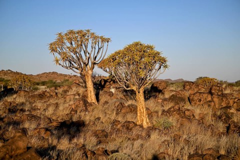 Quiver trees (Aloe dichotoma), quiver tree forest near Keetmanshoop, Karas Region, Namibia