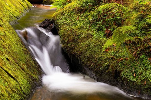 Stream through moss-covered stones, bracken fern (Pteridium aquilinum), Leptosporangiate ferns