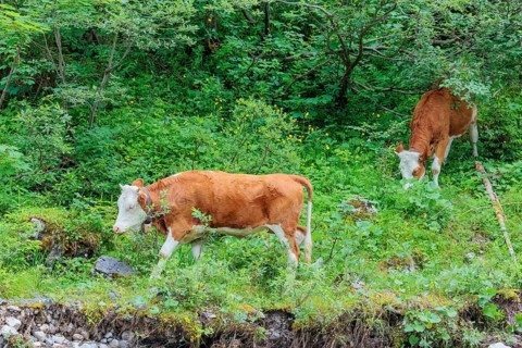 Holstein-Friesian cattle grazing on a mountain pasture in steep terrain. Eng Valley, Austria