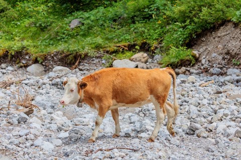 Holstein Friesian cattle crossing a creek on an alpine pasture. Eng valley, Austria
