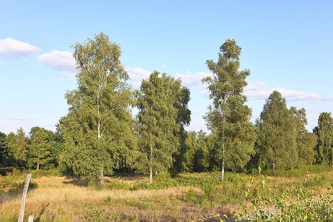 Heath landscape with heather (Calluna vulgaris) and birch trees and blue sky, Trupacher Heide