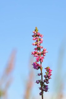 Flowering heather (Calluna vulgaris), heather, Trupacher Heide nature reserve, Siegen, North