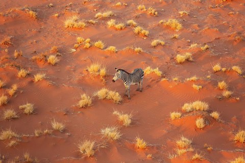 Hartmann's Mountain Zebra (Equus zebra hartmannae). At a sandy plain in the Namib Desert. Aerial