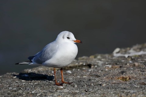 Black-headed gull (Chroicocephalus ridibundus), standing on a wall on the lakeshore, Lake Chiemsee,