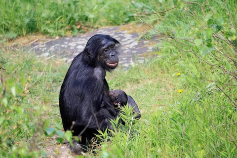 Bonobo (Pan Paniscus), pygmy chimpanzee, adult, female, juvenile, mother, social behaviour,