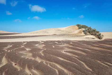 Small sand heaps form around the sparse vegetation in the Namib Desert. Skeleton Coast National