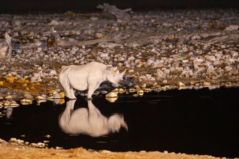 Black Rhinoceros (Diceros bicornis). Also called Hook-lipped Rhinoceros. At night at the floodlit
