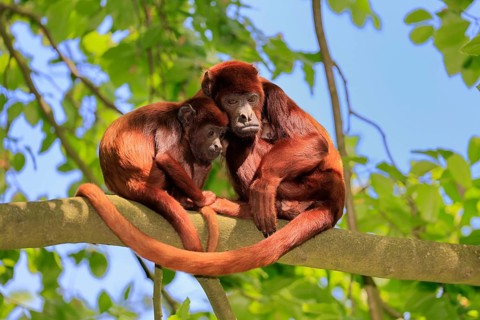Venezuelan red howler (Alouatta seniculus), adult, female, juvenile, on tree, alert, South America