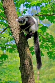 Black-and-white ruffed lemur (Varecia variegata), adult, alert, on tree, Madagascar