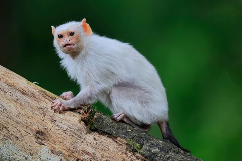Silver marmoset (Mico argentatus, Syn.: Callithrix argentata), silver marmoset, adult, sitting on