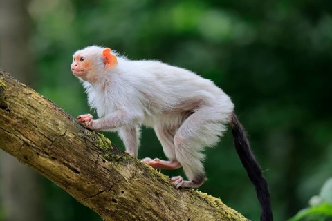 Silver marmoset (Mico argentatus, Syn.: Callithrix argentata), silver marmoset, adult, on tree