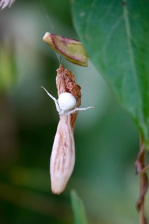 Crab spider, summer, Germany