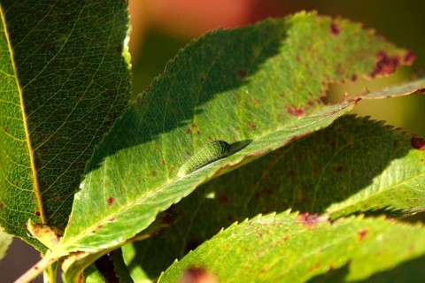 Caterpillar of the sail butterfly, summer, Germany