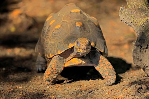 Coal turtle (Geochelone carbonaria), adult, foraging, running, South America